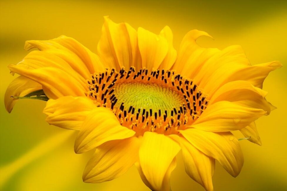 znaczenie kwiatów słonecznik